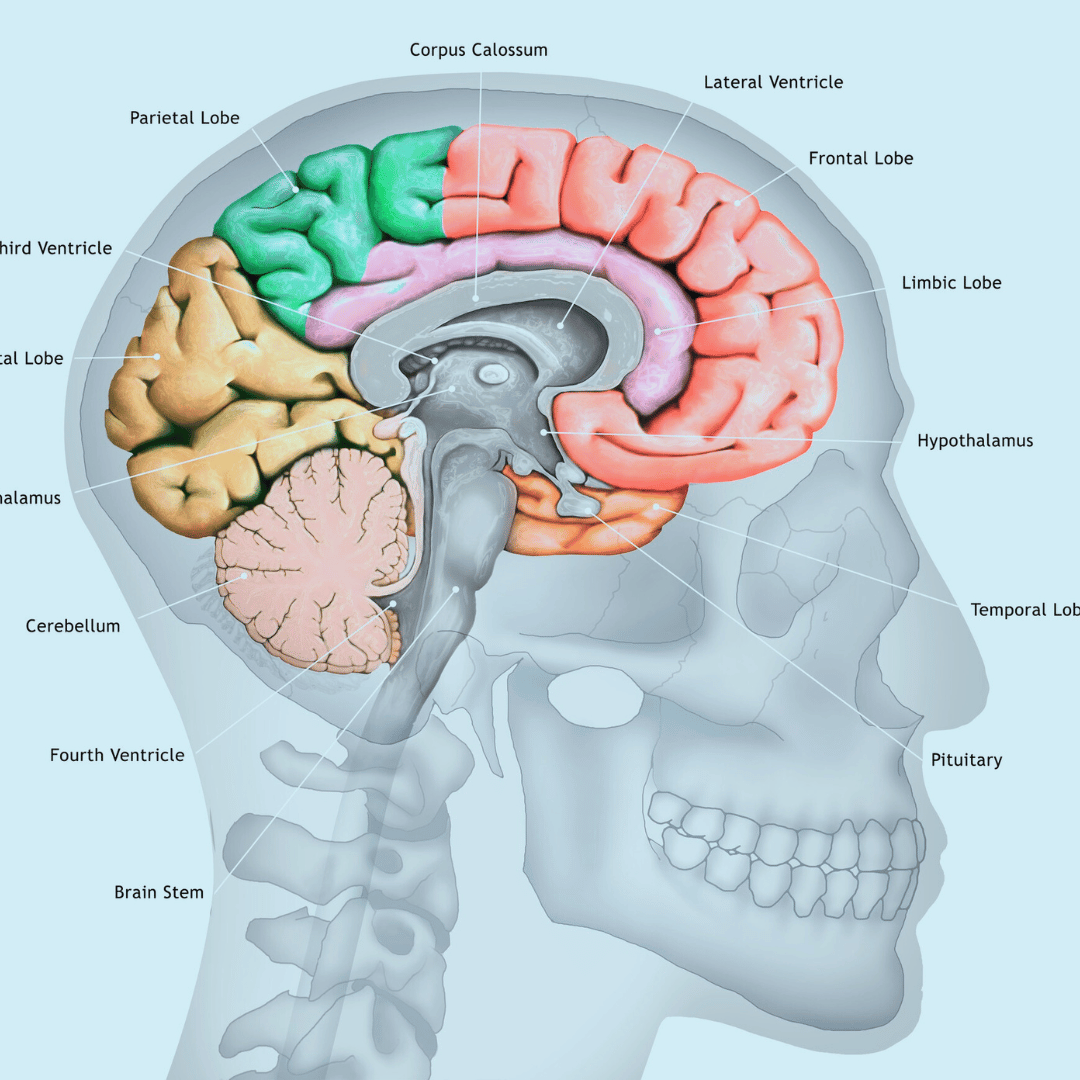 This image of the human brain reflects escalation cycles that a therapist at Water's Edge Counseling could assist with.